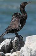 Neotropic Cormorant