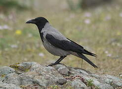 Hooded Crow