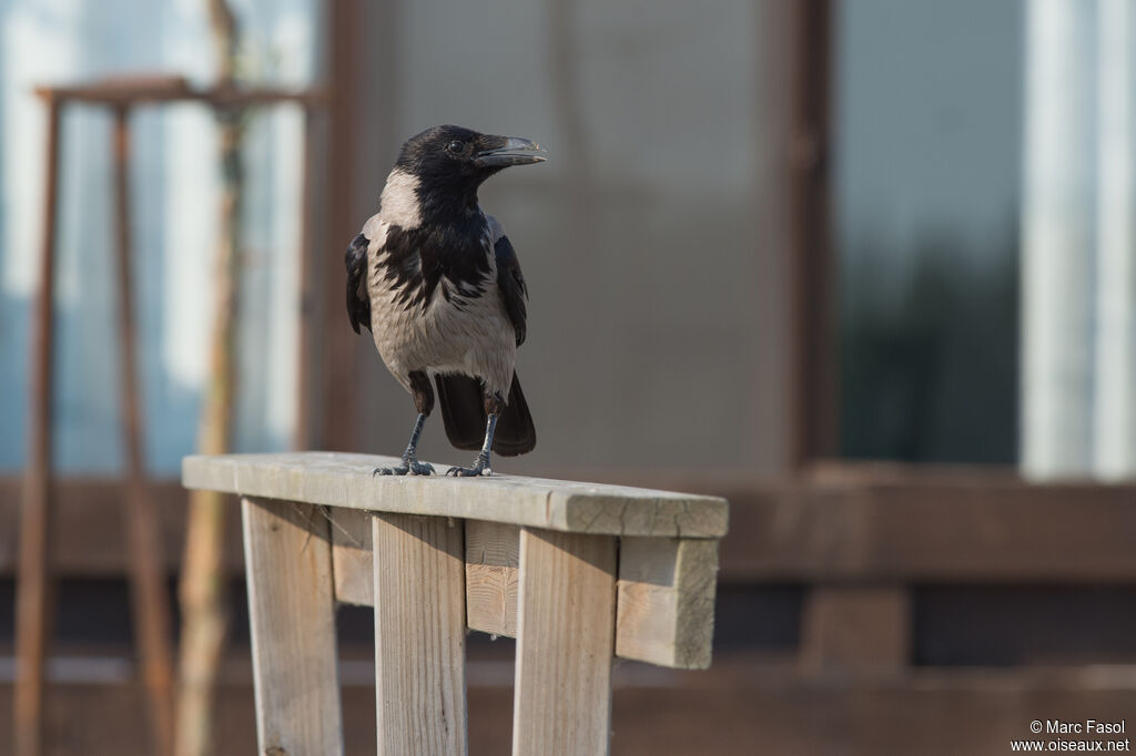 Hooded Crowadult, identification