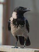 Hooded Crow