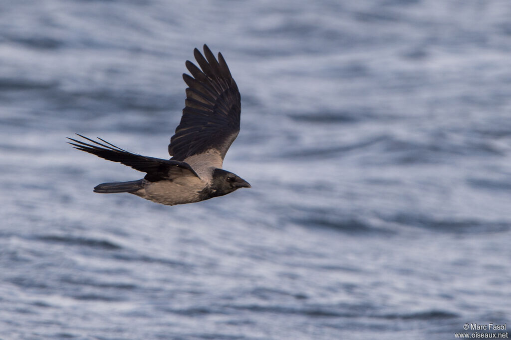 Hooded Crowadult, Flight