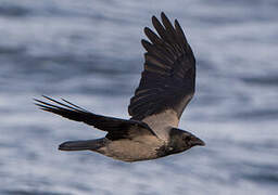 Hooded Crow