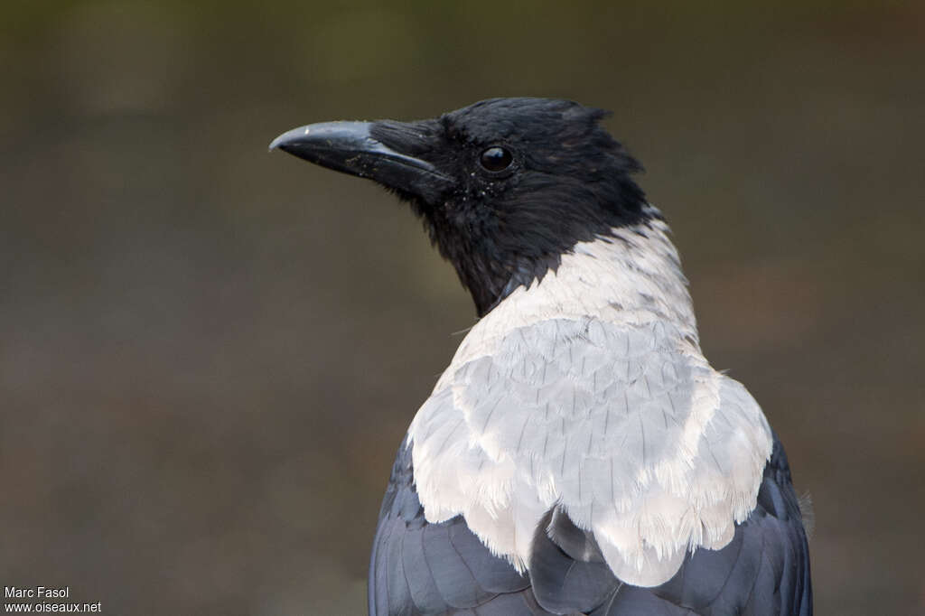 Hooded Crowadult, close-up portrait