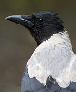 Hooded Crow