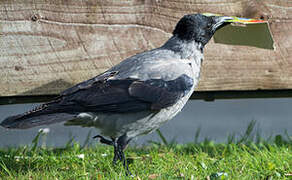 Hooded Crow