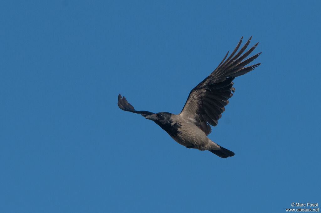 Hooded Crowadult, Flight