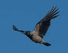 Hooded Crow