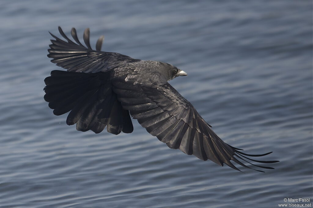 Carrion Crowadult post breeding, Flight