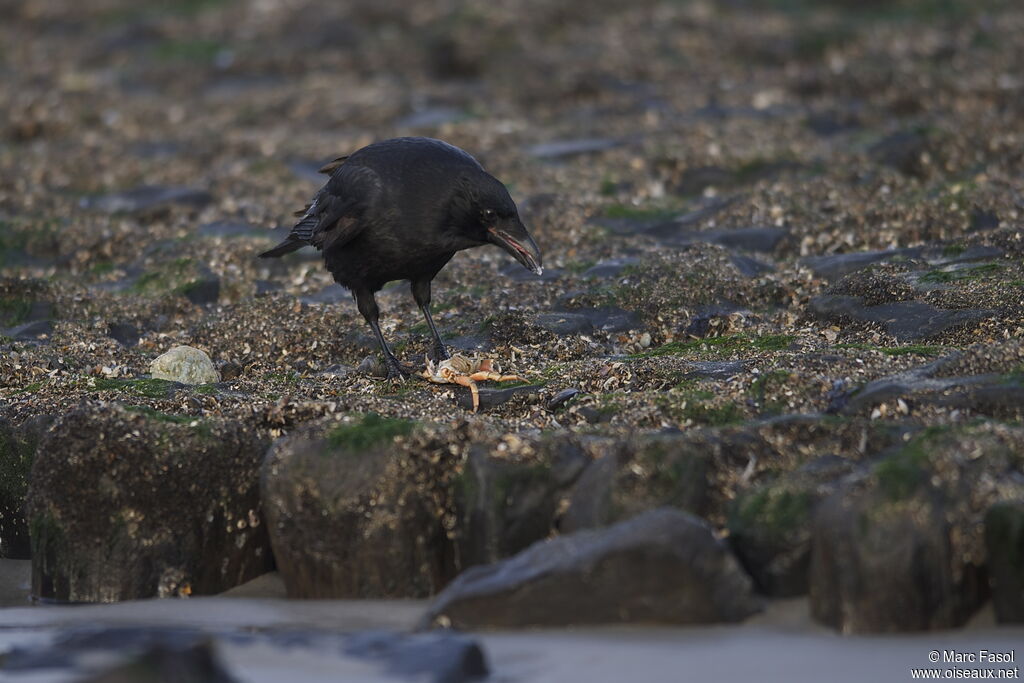 Carrion Crowadult post breeding, identification, feeding habits