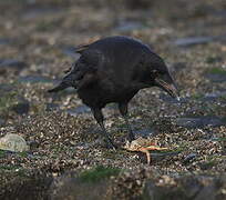 Carrion Crow