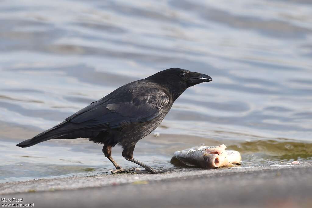 Carrion Crowadult, feeding habits, Behaviour