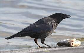 Carrion Crow