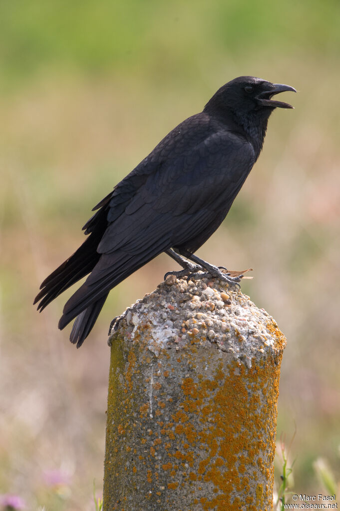 Carrion Crowadult, identification