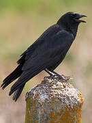 Carrion Crow