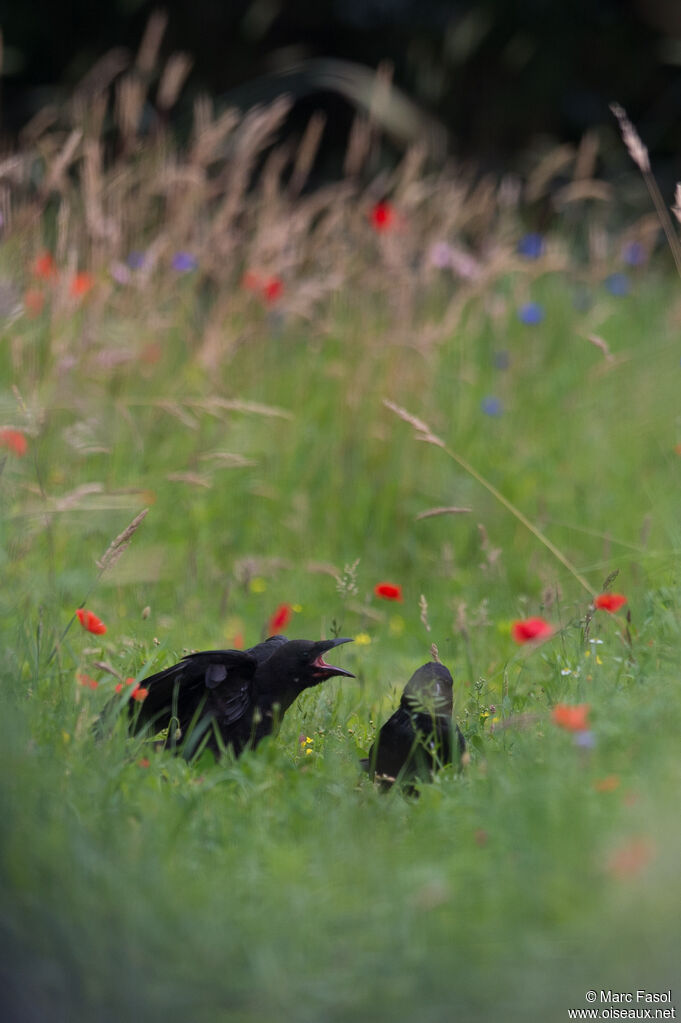 Carrion Crow, care