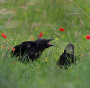 Carrion Crow