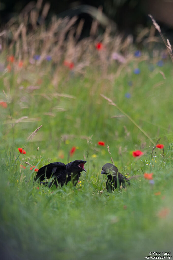 Carrion Crow