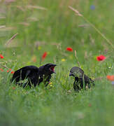 Carrion Crow