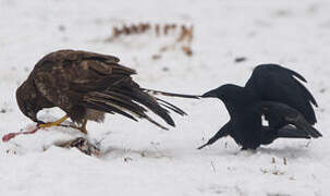 Carrion Crow