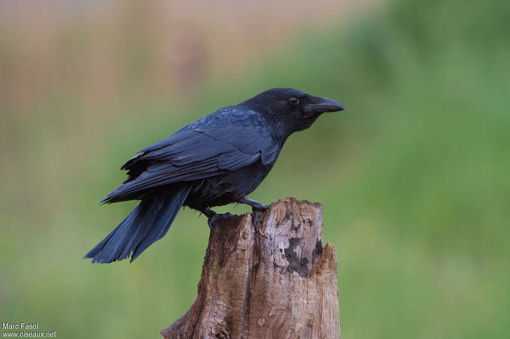 Carrion Crowadult, identification