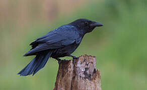 Carrion Crow