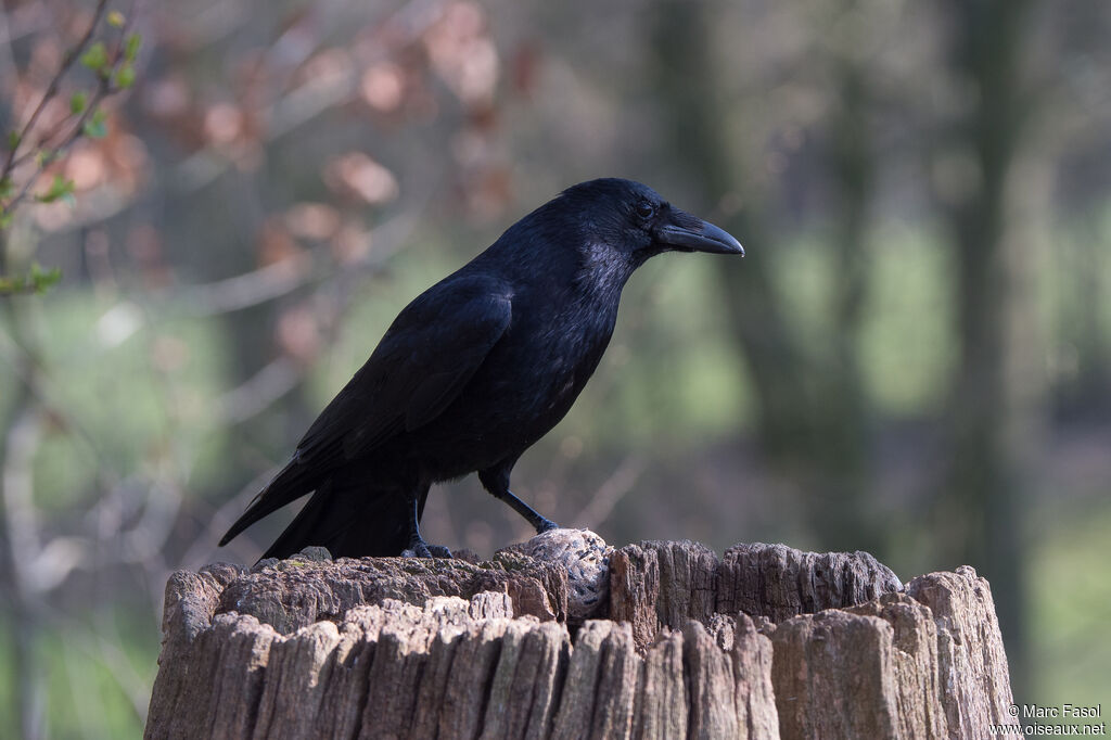 Carrion Crowadult, identification, eats