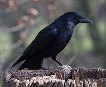 Carrion Crow