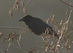 Carrion Crow