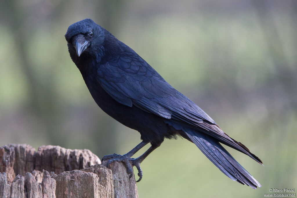 Carrion Crowadult, identification