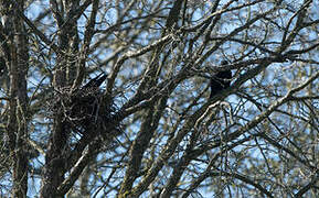 Carrion Crow