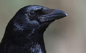 Corneille noire
