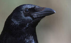 Carrion Crow