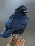 Carrion Crow