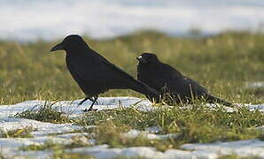 Carrion Crow