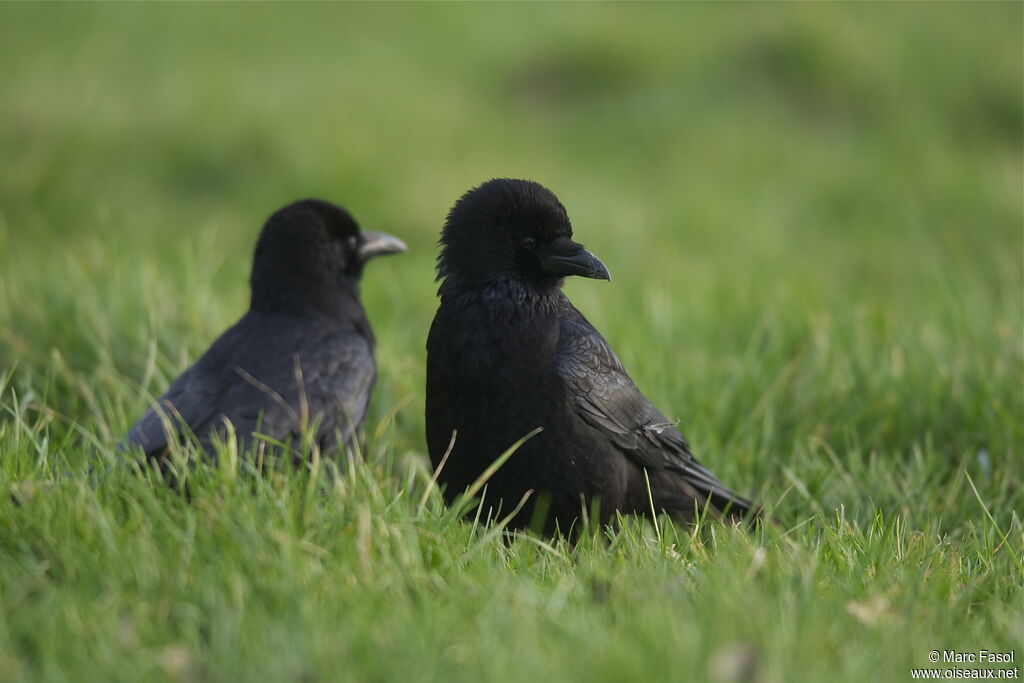 Carrion Crow , Behaviour