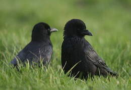 Carrion Crow