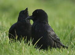 Carrion Crow