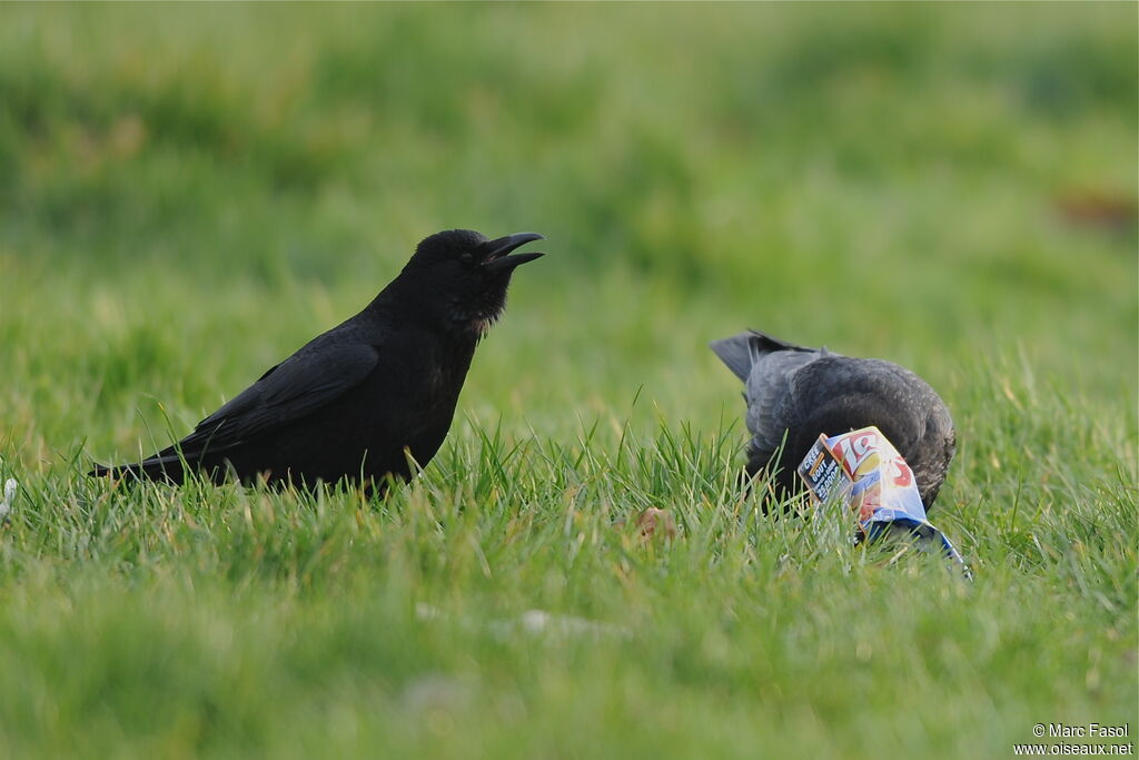 Carrion Crow , Behaviour