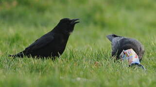 Carrion Crow