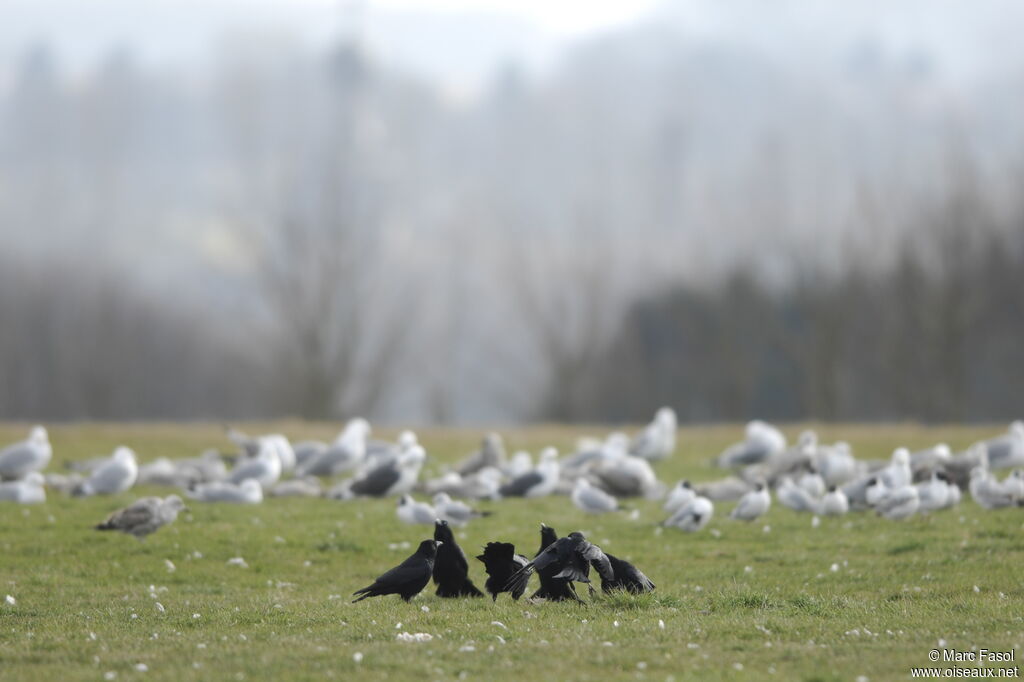 Carrion Crowadult breeding, Behaviour