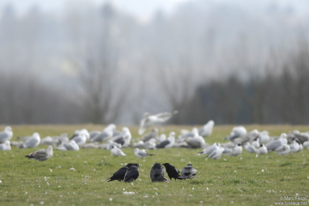 Carrion Crowadult breeding, Behaviour