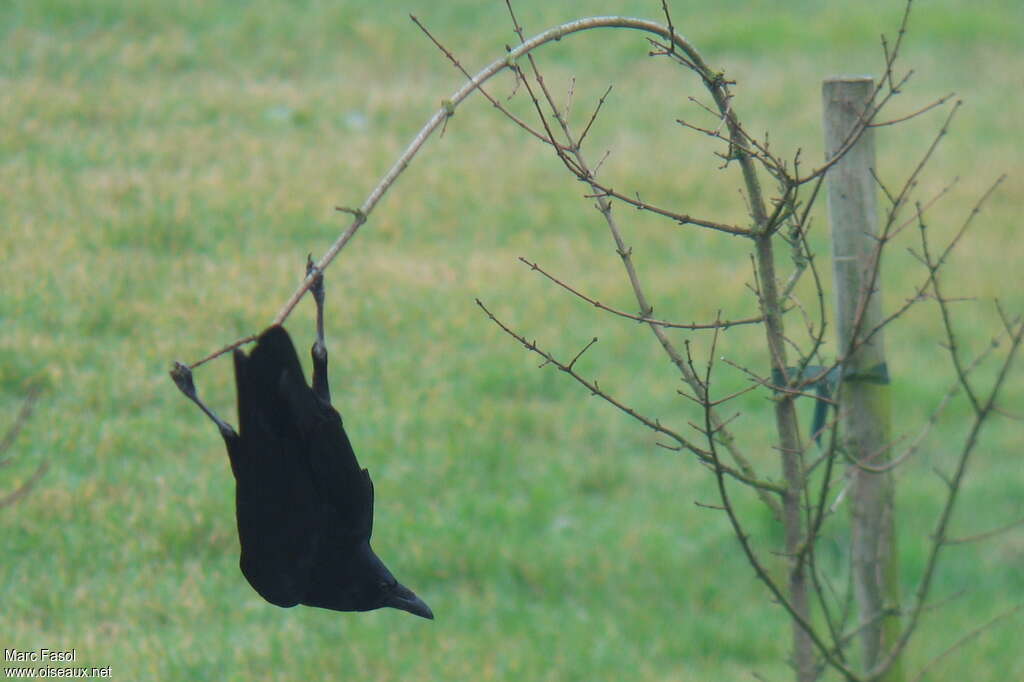 Carrion Crowadult, Behaviour