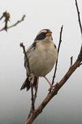 Black-masked Finch