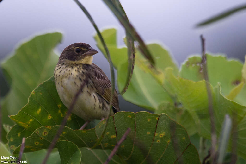 Coryphaspize à joues noiresjuvénile