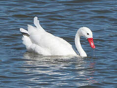 Coscoroba Swan