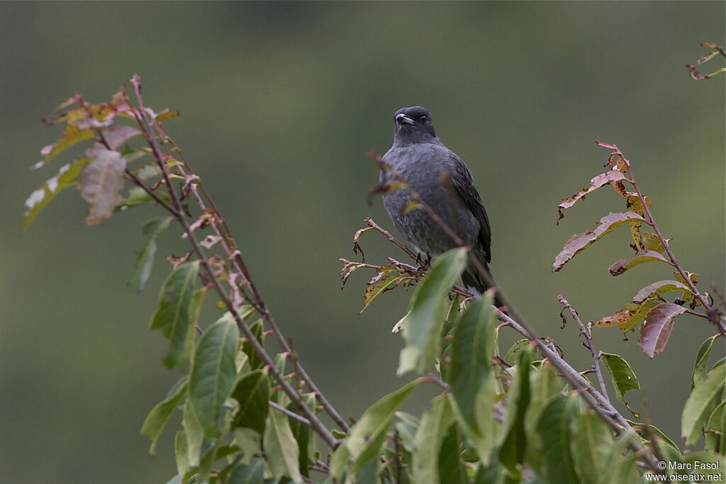 Cotinga à huppe rougeadulte, identification