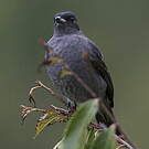 Cotinga à huppe rouge