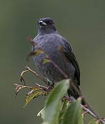 Cotinga à huppe rouge