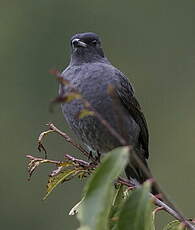 Cotinga à huppe rouge