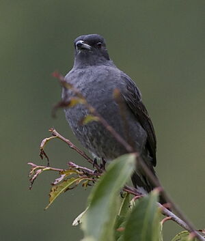 Cotinga à huppe rouge